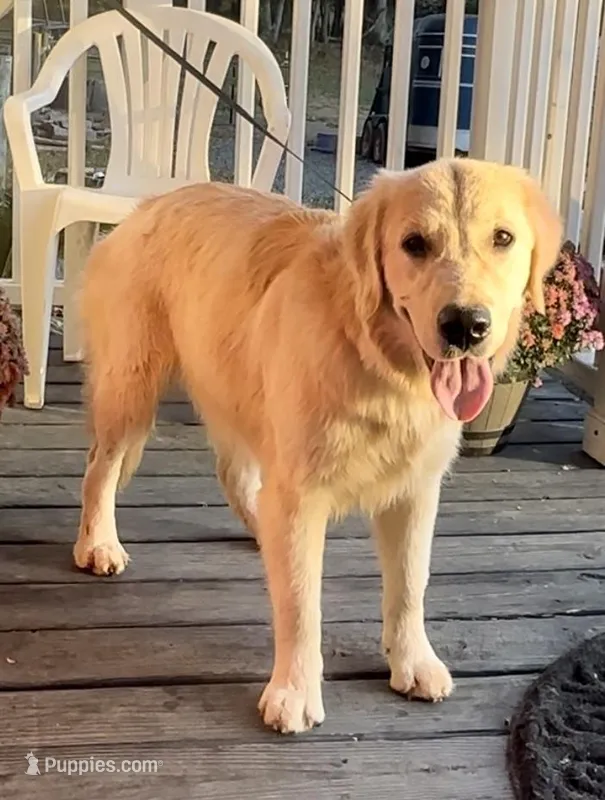 AKC Gloria, a female Golden Retriever for sale in North Carolina, NC – Photo 1 of 9