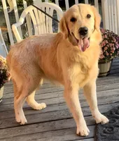 AKC Gloria, a female Golden Retriever for sale in North Carolina, NC – Photo 4 of 9