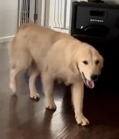 AKC Gloria, a female Golden Retriever for sale in North Carolina, NC – Photo 8 of 9