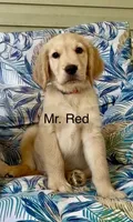 Mr Red, a male Golden Retriever for sale in North Carolina, NC – 6 of 7