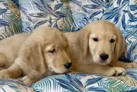 Mr Khaki, a male Golden Retriever for sale in North Carolina, NC – 2 of 9