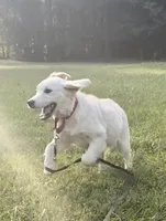 Haley, a female Golden Retriever for sale in North Carolina, NC – Photo 5 of 9