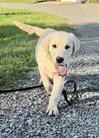Haley, a female Golden Retriever for sale in North Carolina, NC – Photo 3 of 9