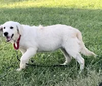 Haley, a female Golden Retriever for sale in North Carolina, NC – Photo 4 of 9