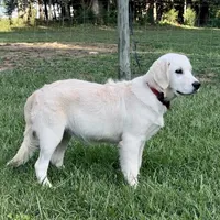 Haley, a female Golden Retriever for sale in North Carolina, NC – Photo 2 of 9