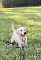 Haley, a female Golden Retriever for sale in North Carolina, NC – Photo 7 of 9