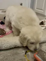 Posie, a female Golden Retriever for sale in North Carolina, NC – Photo 4 of 8