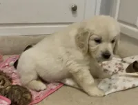 Posie, a female Golden Retriever for sale in North Carolina, NC – Photo 1 of 8