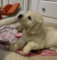 Posie, a female Golden Retriever for sale in North Carolina, NC – Photo 5 of 8