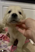 Posie, a female Golden Retriever for sale in North Carolina, NC – Photo 6 of 8