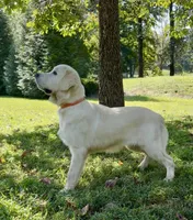 Max, a male English Cream Golden Retriever for sale in Oxford, NC – 3 of 6