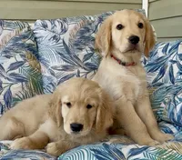 Mr Khaki, a male Golden Retriever for sale in North Carolina, NC – 6 of 9