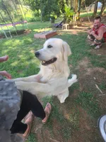 Lacey, a female English Cream Golden Retriever for sale in North Carolina, NC – 7 of 9