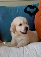 Luke, a male English Cream Golden Retriever for sale in Oxford, NC – 3 of 6