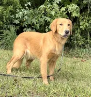 Hi, I’m Ruby 💕 (Dark Gold), a female Golden Retriever for sale in North Carolina, NC – Photo 1 of 10