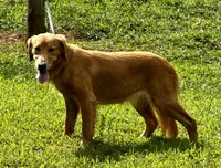 Hi, I’m Ruby 💕 (Dark Gold), a female Golden Retriever for sale in North Carolina, NC – Photo 6 of 10