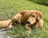 Hi, I’m Ruby 💕 (Dark Gold), a female Golden Retriever for sale in North Carolina, NC – Photo 4 of 10