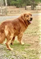 Hi, I’m Ruby 💕 (Dark Gold), a female Golden Retriever for sale in North Carolina, NC – Photo 10 of 10