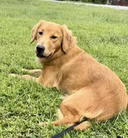 Hi, I’m Ruby 💕 (Dark Gold), a female Golden Retriever for sale in North Carolina, NC – Photo 2 of 10