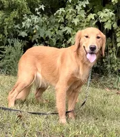 Hi, I’m Ruby 💕 (Dark Gold), a female Golden Retriever for sale in North Carolina, NC – Photo 5 of 10