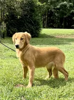 Hi, I’m Ruby 💕 (Dark Gold), a female Golden Retriever for sale in North Carolina, NC – Photo 3 of 10