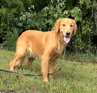 Hi, I’m Ruby 💕 (Dark Gold), a female Golden Retriever for sale in North Carolina, NC – Photo 7 of 10