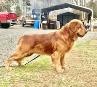 Hi, I’m Ruby 💕 (Dark Gold), a female Golden Retriever for sale in North Carolina, NC – Photo 9 of 10