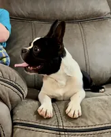 Freckles ❤️ Black/White Boy, a male Boston Terrier and Frenchton for sale in North Carolina, NC – Photo 7 of 10