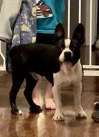 Freckles ❤️ Black/White Boy, a male Boston Terrier and Frenchton for sale in North Carolina, NC – Photo 5 of 10