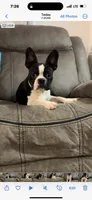 Freckles ❤️ Black/White Boy, a male Boston Terrier and Frenchton for sale in North Carolina, NC – Photo 3 of 10