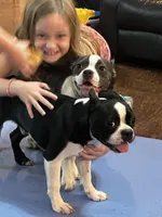 Freckles ❤️ Black/White Boy, a male Boston Terrier and Frenchton for sale in North Carolina, NC – Photo 6 of 10