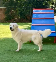 Bear, a male English Cream Golden Retriever for sale in North Carolina, NC – 1 of 5