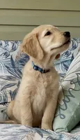 Ms Blue , a female Golden Retriever for sale in North Carolina, NC – 2 of 9