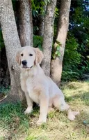 Bella, a female Golden Retriever for sale in North Carolina, NC – 3 of 10