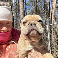 Cupcake, a female Boston Terrier and French Bulldog for sale in North Carolina, NC – Photo 1 of 2