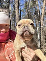 Cupcake, a female French Bulldog for sale in North Carolina, NC – Photo 1 of 2