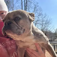 Cupcake, a female Boston Terrier and French Bulldog for sale in North Carolina, NC – Photo 2 of 2