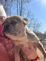 Cupcake, a female French Bulldog for sale in North Carolina, NC – Photo 2 of 2