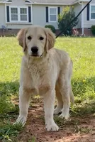 Bella, a female Golden Retriever for sale in North Carolina, NC – 4 of 10