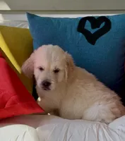 Luke, a male English Cream Golden Retriever for sale in Oxford, NC – 5 of 6