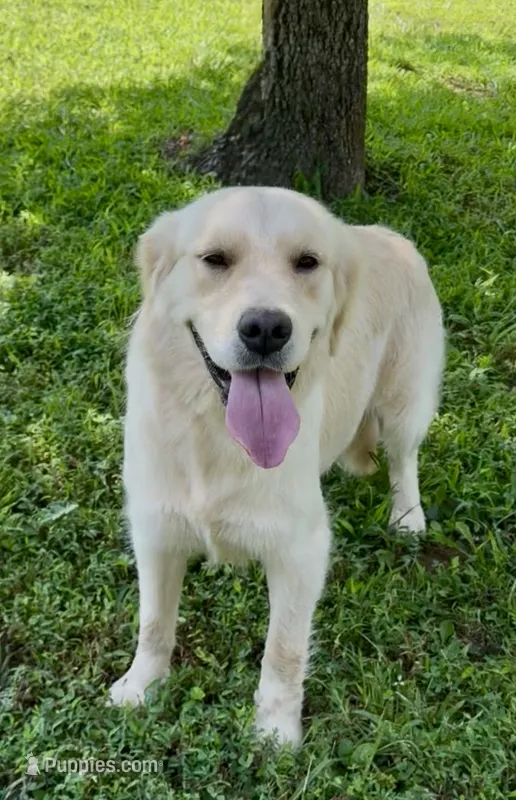 Happy – Golden Retriever puppy for sale in Oxford, NC