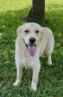 Happy, a female Golden Retriever for sale in Oxford, NC – 1 of 5