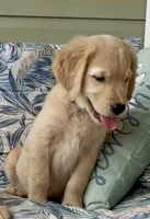 Ms Blue , a female Golden Retriever for sale in North Carolina, NC – 7 of 9