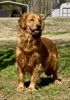 Ms Blue , a female Golden Retriever for sale in North Carolina, NC – 9 of 9
