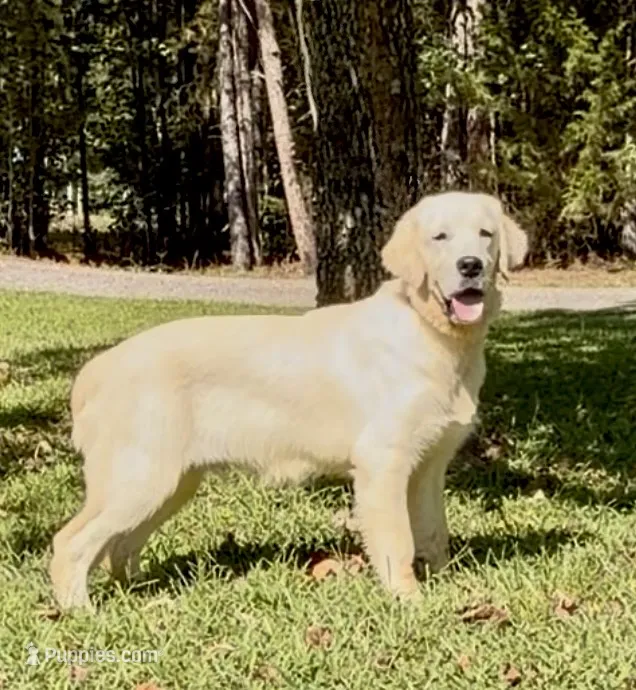 Jupiter  – English Cream Golden Retriever puppy for sale in Oxford, NC