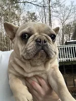 Paisley, a female French Bulldog for sale in North Carolina, NC – Photo 8 of 8