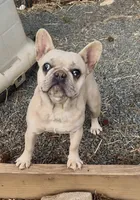 Paisley, a female French Bulldog for sale in North Carolina, NC – Photo 4 of 8