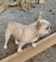 Paisley, a female French Bulldog for sale in North Carolina, NC – Photo 5 of 8