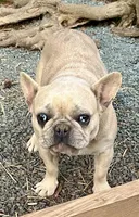 Paisley, a female French Bulldog for sale in North Carolina, NC – Photo 6 of 8