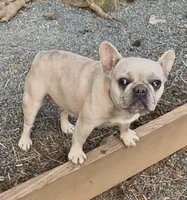 Paisley, a female French Bulldog for sale in North Carolina, NC – Photo 3 of 8